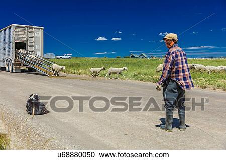 Sheep herder from South America unload sheep on Hastings Mesa near Ridgway, Colorado from truck View Large Photo Image Stock Image - Sheep herder from South America unload sheep on Hastings Mesa near Ridgway, Colorado from truck. Fotosearch