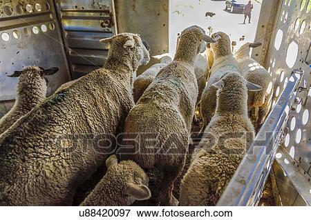 Sheep on inside of truck unload for grazing - Hastings Mesa near Ridgway, Colorado from truck View Large Photo Image Stock Photo - Sheep on inside of truck unload for grazing - Hastings Mesa near Ridgway, Colorado from truck. Fotosearch