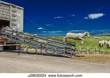 Picture - Sheep ranchers unload sheep on Hastings Mesa near Ridgway, Colorado from truck. Fotosearch
