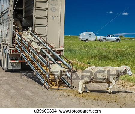 Sheep ranchers unload sheep on Hastings Mesa near Ridgway, Colorado from truck View Large Photo Image Picture - Sheep ranchers unload sheep on Hastings Mesa near Ridgway, Colorado from truck. Fotosearch
