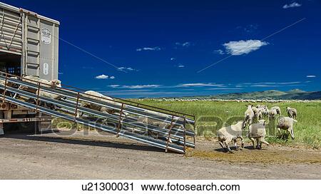 Sheep ranchers unload sheep on Hastings Mesa near Ridgway, Colorado from truck View Large Photo Image Stock Image - Sheep ranchers unload sheep on Hastings Mesa near Ridgway, Colorado from truck. Fotosearch