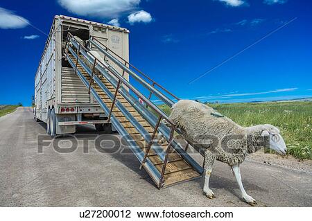 Sheep ranchers unload sheep on Hastings Mesa near Ridgway, Colorado from truck View Large Photo Image Stock Image - Sheep ranchers unload sheep on Hastings Mesa near Ridgway, Colorado from truck. Fotosearch