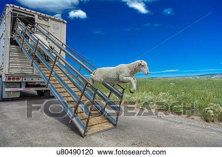 Stock Image - Sheep ranchers unload sheep on Hastings Mesa near Ridgway, Colorado from truck. Fotosearch