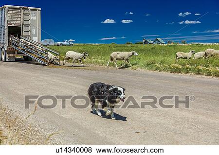 Stock Photo - Sheep ranchers unload sheep on Hastings Mesa near Ridgway, Colorado from truck. Fotosearch