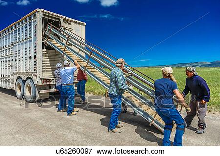 Sheep ranchers unload sheep on Hastings Mesa near Ridgway, Colorado from truck View Large Photo Image Stock Photo - Sheep ranchers unload sheep on Hastings Mesa near Ridgway, Colorado from truck. Fotosearch