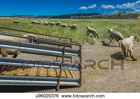 Sheep ranchers unload sheep on Hastings Mesa near Ridgway, Colorado from truck View Large Photo Image Stock Photograph - Sheep ranchers unload sheep on Hastings Mesa near Ridgway, Colorado from truck. Fotosearch