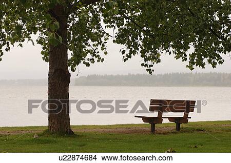 Picture - Bench under tree. Fotosearch