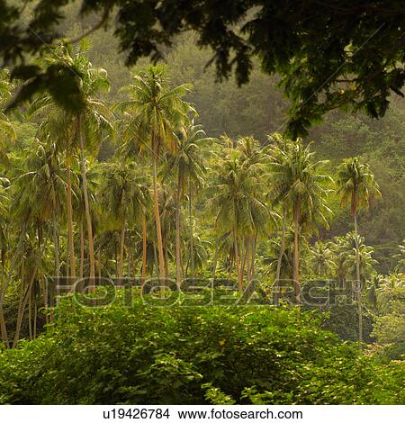 Picture - Forest of Palm Trees. Fotosearch