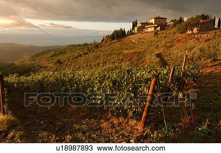Vineyards - Tuscany, Italy View Large Photo Image Stock Image - Vineyards - Tuscany, Italy. Fotosearch
