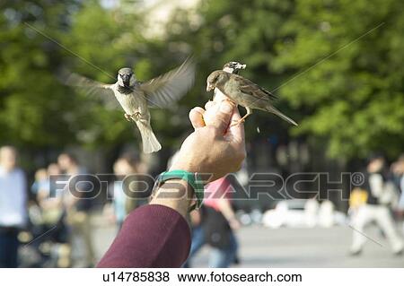 People playing with birds in the park next to Notre Dame Cathedral, Paris, France View Large Photo Image Stock Photo - People playing with birds in the park next to Notre Dame Cathedral, Paris, France. Fotosearch