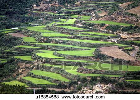Terraced rice fields in Dali, Yunnan Province, People's Republic of China View Large Photo Image Stock Photo - Terraced rice fields in Dali, Yunnan Province, People's Republic of China. Fotosearch