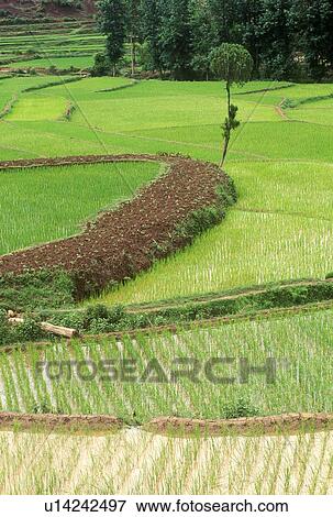 Terraced rice paddies in Kunming, People's Republic of China View Large Photo Image Stock Photo - Terraced rice paddies in Kunming, People's Republic of China. Fotosearch