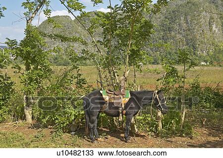 A horse tied to a tree in the Valle de Viñales in central Cuba View Large Photo Image Stock Image - A horse tied to a tree in the Valle de Viñales in central Cuba. Fotosearch