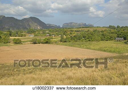 Farm field in the Valle de Viñales, in central Cuba View Large Photo Image Stock Photo - Farm field in the Valle de Viñales, in central Cuba. Fotosearch