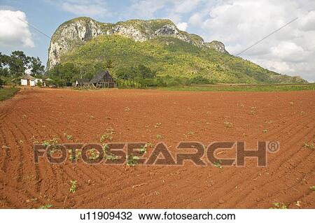 Stock Image - Farm field with red soil with limestone mountains in the Valle de Viñale, in central Cuba. Fotosearch