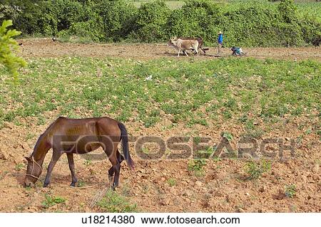 Oxen, man and two black boys plowing field in the Valle de Viñales, in central Cuba View Large Photo Image Stock Image - Oxen, man and two black boys plowing field in the Valle de Viñales, in central Cuba. Fotosearch