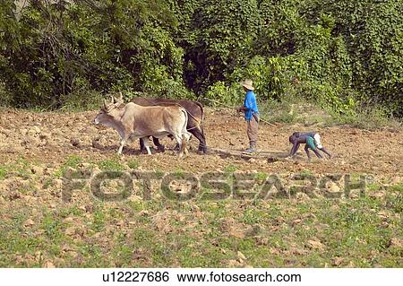 Stock Photograph - Oxen, man and two boys plowing field in central Cuba. Fotosearch