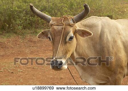 Oxen with ring in his nose in the farming area of Valle de Viñales View Large Photo Image Stock Photo - Oxen with ring in his nose in the farming area of Valle de Viñales. Fotosearch