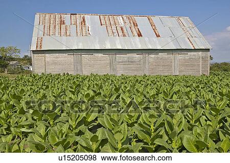 Stock Photo - Tobacco leaves growing in sun near tobacco barn in central Cuba. Fotosearch