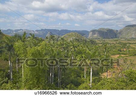 Tropical view of the Valle de Viñales in central Cuba View Large Photo Image Stock Photograph - Tropical view of the Valle de Viñales in central Cuba. Fotosearch