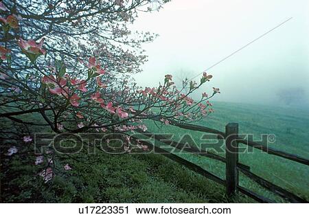 Dogwoods and split rail fence in spring fog View Large Photo Image Stock Image - Dogwoods and split rail fence in spring fog. Fotosearch