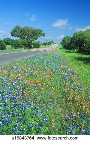 Picture - Field of bluebonnets in bloom Spring Willow City Loop Rd. TX. Fotosearch