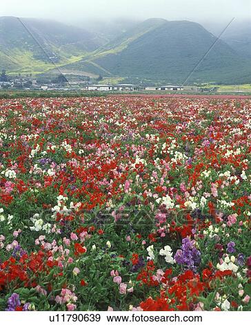 Field of flowers, Lompoc, CA View Large Photo Image Stock Photo - Field of flowers, Lompoc, CA. Fotosearch
