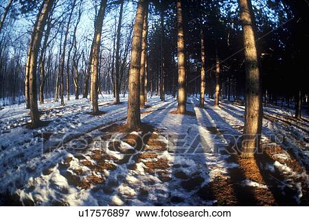 Forest in Winter, VT View Large Photo Image Stock Photo - Forest in Winter, VT. Fotosearch