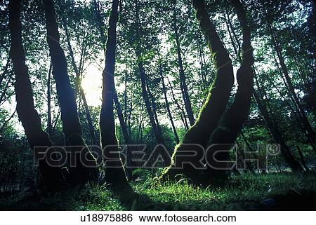 HOH National First Washington Rain Forest Olympic Peninsula, WA View Large Photo Image Stock Photograph - HOH National First Washington Rain Forest Olympic Peninsula, WA. Fotosearch