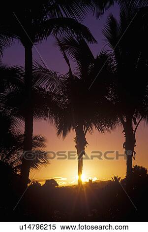 Stock Photography - Palm Trees at Sunset, Kauai, Hawaii. Fotosearch