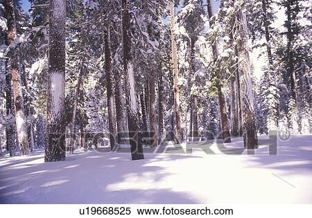 Pine Trees Covered in Snow, Northern California View Large Photo Image Stock Photography - Pine Trees Covered in Snow, Northern California. Fotosearch