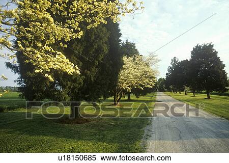 Road near Jamestown, VA View Large Photo Image Stock Photography - Road near Jamestown, VA. Fotosearch