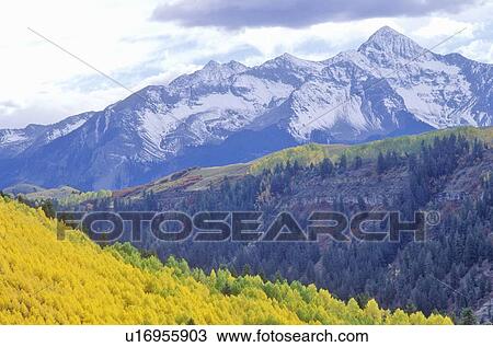 Stock Image - San Juan National Forest, Aspen, Colorado. Fotosearch