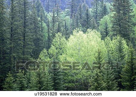 Stock Photo - Santa Fe National Forest, NM. Fotosearch