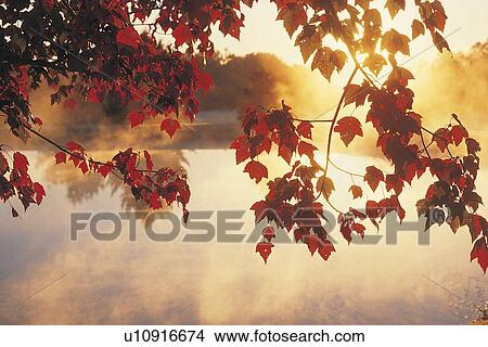 Sunrise Through Autumn Leaves, New England View Large Photo Image Picture - Sunrise Through Autumn Leaves, New England. Fotosearch