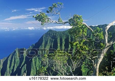 Stock Image - Trees and Mountains on the Na Pali Coast Line, Kauai, Hawaii. Fotosearch
