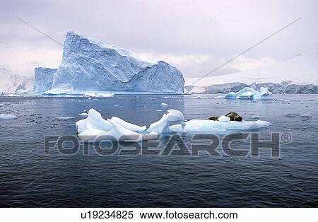 Southern sea lion sleeping View Large Photo Image Stock Photography - Southern sea lion sleeping. Fotosearch