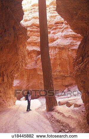 Tree Growing in Canyon View Large Photo Image Stock Image - Tree Growing in Canyon. Fotosearch