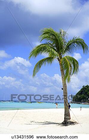 Coconut palm tree on beach View Large Photo Image Stock Photograph - Coconut palm tree on beach. Fotosearch