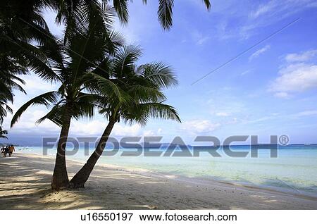 Palm tree on the beach View Large Photo Image Stock Photo - Palm tree on the beach. Fotosearch