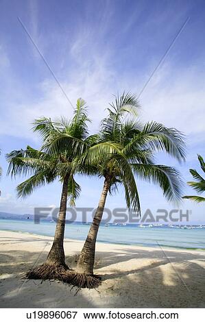 Stock Photo - Palm trees on beach. Fotosearch