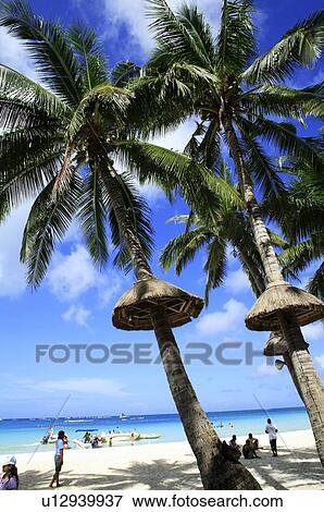 Stock Photo - Palm trees on the beach. Fotosearch