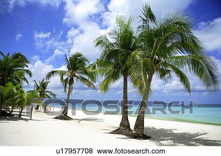 Stock Photo - Palm trees on the bench of Boracay island. Fotosearch