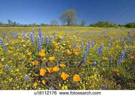 Stock Photograph - A colorful bouquet of spring flowers and California poppies. Fotosearch