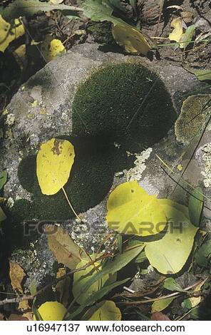Stock Photo - Autumn Leaves. Fotosearch
