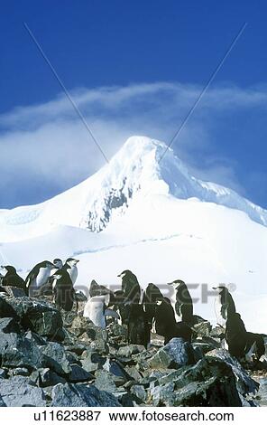Chinstrap penguins, Antarctica View Large Photo Image Stock Photo - Chinstrap penguins, Antarctica. Fotosearch