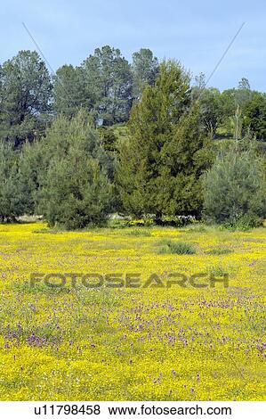 Colorful bouquet of spring flowers and desert gold in a farm field View Large Photo Image Stock Photo - Colorful bouquet of spring flowers and desert gold in a farm field. Fotosearch