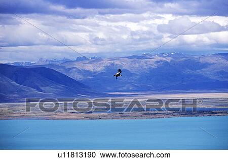 Stock Image - Condor in flight. Fotosearch