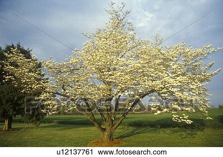 Fruit tree in bloom View Large Photo Image Stock Image - Fruit tree in bloom. Fotosearch