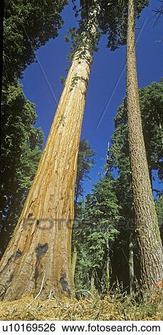 General Sherman Tree View Large Photo Image Stock Photograph - General Sherman Tree. Fotosearch